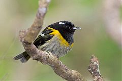 Stitchbird