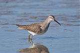 Stilt Sandpiper