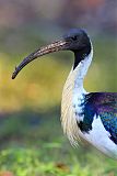 Straw-necked Ibis