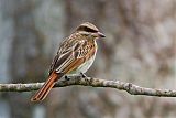 Streaked Flycatcher