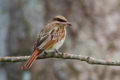 Streaked Flycatcher