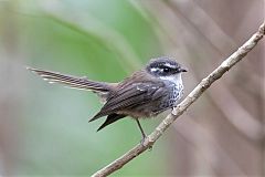 Streaked Fantail