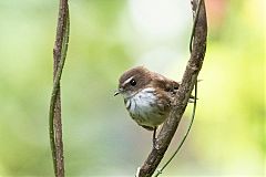 Streaked Fantail