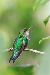 Red-billed Streamertail
