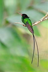 Red-billed Streamertail