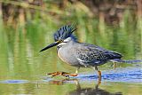 Striated Heron