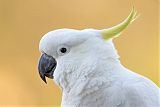 Sulphur-crested Cockatooborder=