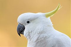 Sulphur-crested Cockatoo