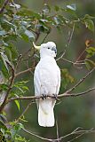 Sulphur-crested Cockatooborder=