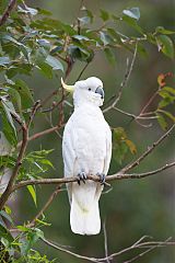 Sulphur-crested Cockatoo