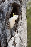 Sulphur-crested Cockatooborder=