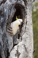 Sulphur-crested Cockatoo