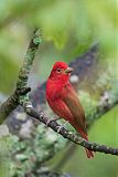 Summer Tanager