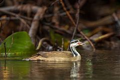 Sungrebe
