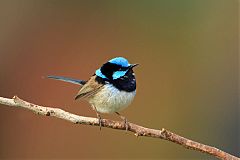 Superb Fairywren