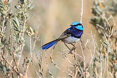 Superb Fairywren