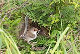 Superb Fairywren