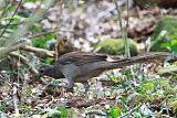 Superb Lyrebird