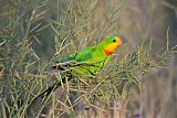 Superb Parrot