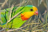 Superb Parrot