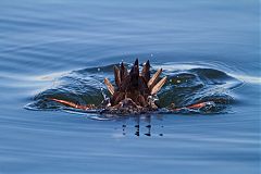 Surf Scoter