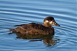 Surf Scoter