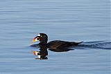 Surf Scoter