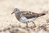 Surfbird