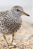 Surfbird