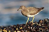 Surfbird