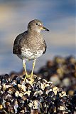 Surfbird