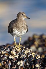 Surfbird