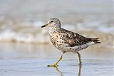 Surfbird