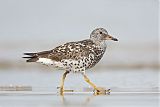 Surfbird