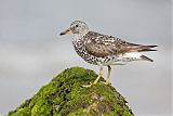 Surfbird