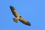 Swainson's Hawk