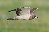 Swainson's Hawk