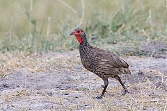 Swainson's Spurfowl