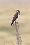 Swainson's Hawk