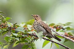 Swainson's Thrush