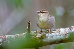 Swainson's Warbler