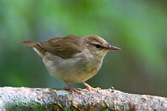 Swainson's Warbler