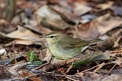 Swainson's Warbler