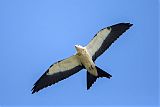 Swallow-tailed Kiteborder=