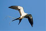 Swallow-tailed Kite