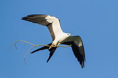 Swallow-tailed Kite