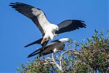 Swallow-tailed Kite