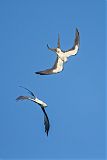 Swallow-tailed Kite