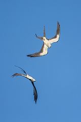 Swallow-tailed Kite