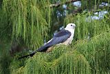 Swallow-tailed Kiteborder=